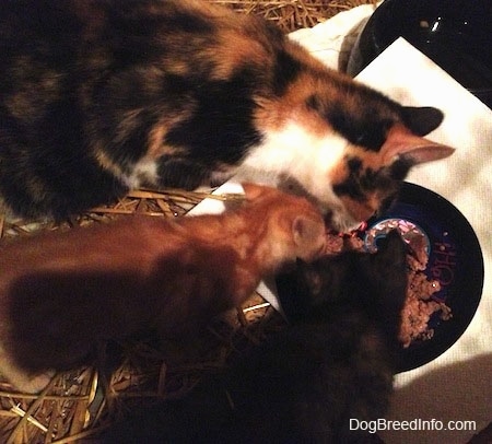 Top down view of a Calico Cat and two Kittens eating together in a cage.