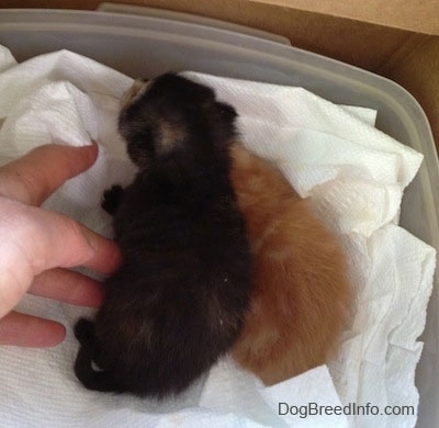 Two newborn kittens are laying in a plastic container on top of paper towels