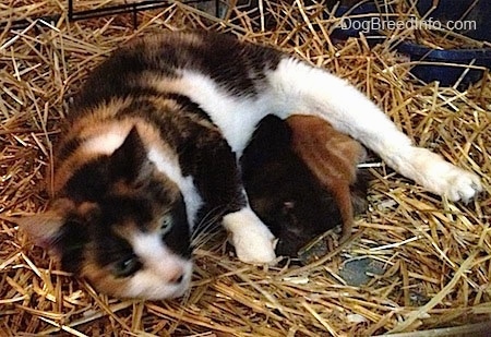 Winny the cat trying to nurse two stray kittens