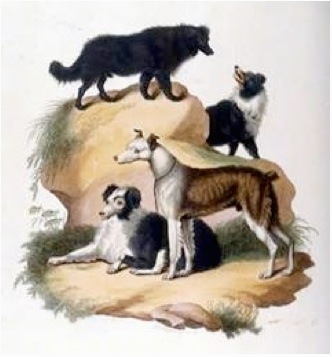 A drawn picture of four dogs. Two Australian Koolies are sitting in front of large bolder size rock. There two other Australian Koolies walking on top of the rocks.