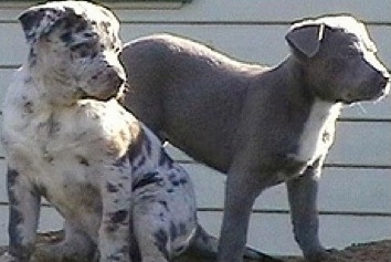 Two Australian Koolie puppies are sitting and standing in front of a house