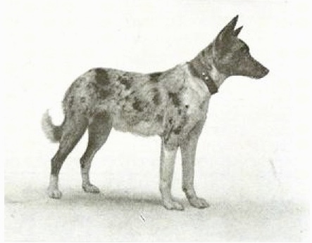 Side view - A drawn picture of a Koolie looking to the right