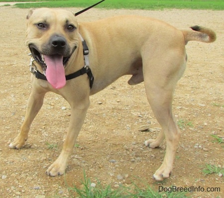 A tan Labrabull dog is wearing a gray harness turning around in dirt. Its mouth is open and its tongue is out