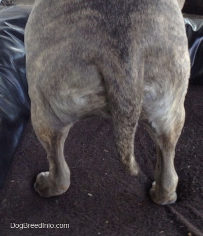 Spencer the Pit Bull Terrier is standing on a dog bed. Close Up on Spencers tail which is hanging straight down limp