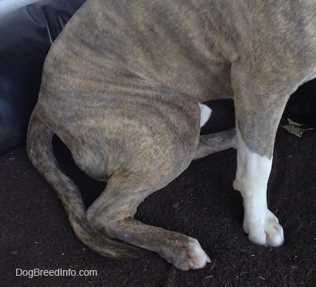 Close Up - the back end of Spencer the Pit Bull Terrier showing the odd shaped curve in this tail