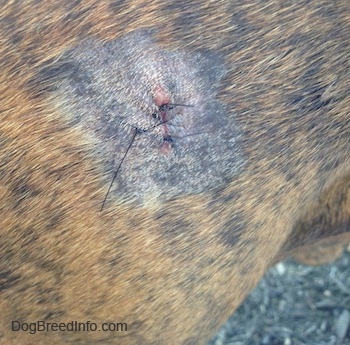 Sutures from the Biopsy on Bruno the Boxer's hip