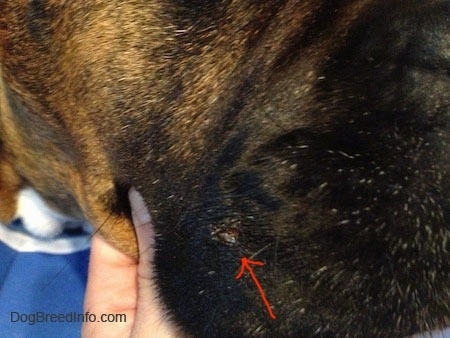 Close Up - Arrow pointing to the removed wart on Bruno the Boxers face