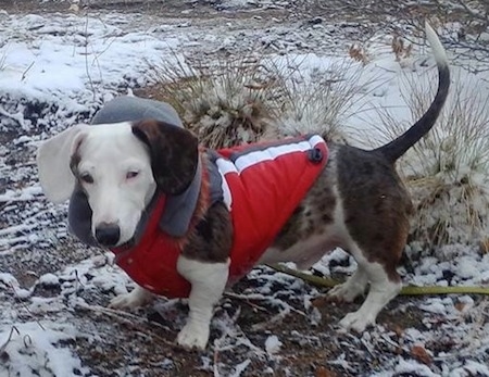 Bentley the white, brown and black Mini Dachshund is wearing a red coat outside in snow and looking towards the camera holder