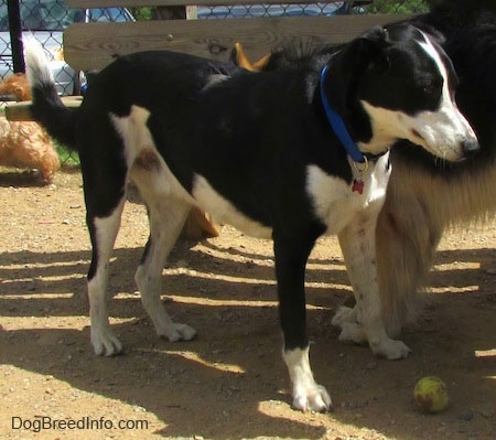A black with white Saint Bernard/Schipperke/Weimaraner is standing in front of a bench and there is another dog next to it sniffing it. There is a tennis ball in front of it.