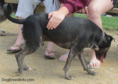 Right Profile - A black with white Pit Heeler is walking across a line of people sitting on a wooden bench. One person on the bench is petting the side of the dog.