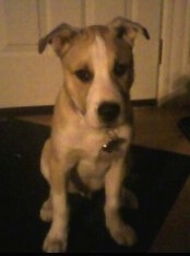 Front view - A tan with white Pitsky puppy is sitting on a doormat in front of a door looking forward.