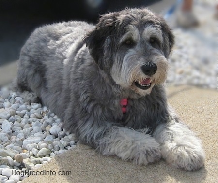 Close up front side view - A grey with black and white Polish Lowland Sheepdog is laying partially on a concrete sidewalk with its back end on white rocks.
