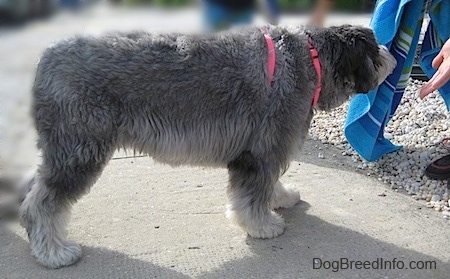 Right Profile - A grey with black and white Polish Lowland Sheepdog is standing across a sidewalk and it is sniffing a blue beach towel in front of it. A person has their hand extended to the dog.