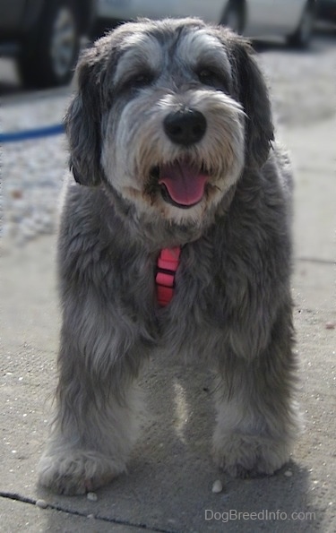 Close up front view - A happy looking shaved grey with black and white Polish Lowland Sheepdog is standing on a concrete surface looking forward panting.
