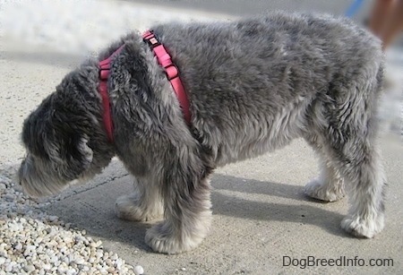 Close up - The left side of a shaved grey with black and white Polish Lowland Sheepdog is standing on a sidewlak and it is sniffing small white rocks that are in front of it.