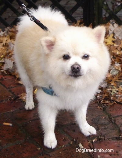Front view - A cream Pomeranian is standing on a brick porch and it is looking forward.