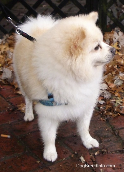 Front view - A cream Pomeranian is standing on a brick porch and it is looking to the right.