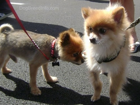 A shaved red with black Pomeranian is sniffing a fuzzy red with white Pomeranian dog that is standing in front of it outside on a blacktop surface.