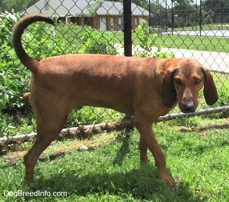 Side view - A Redbone Coonhound dog is standing in grass and it is peeing on a chainlink fence.