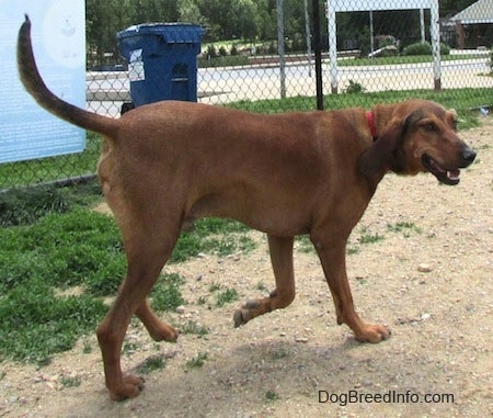 The back right side of a Redbone Coonhound that is walking across a dirt surface. It is looking to the right and its mouth is open.