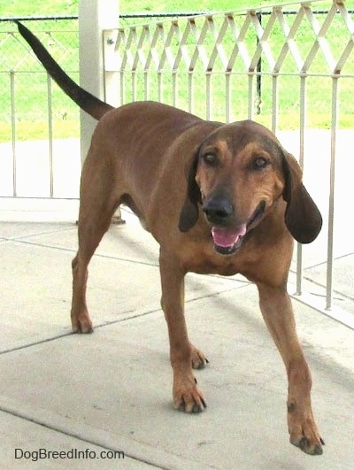 Front side view - A large breed long drop eared Redbone Coonhound is walking across a concrete surface. Its mouth is open, tongue is out, it looks like it is smiling and it is looking to the left.