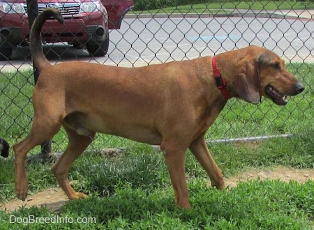 The right side of a Redbone Coonhound wearing a red collar standing in grass. There is a chainlink fence behind it. It is looking to the right and its mouth is open and tail is curled up into the air. The dog is peeing.