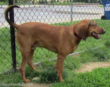 A Redbone Coonhound is standing in grass. It is panting and it is looking to the right. There is a chainlink fence behind it and the dog's tail is up high in the air.