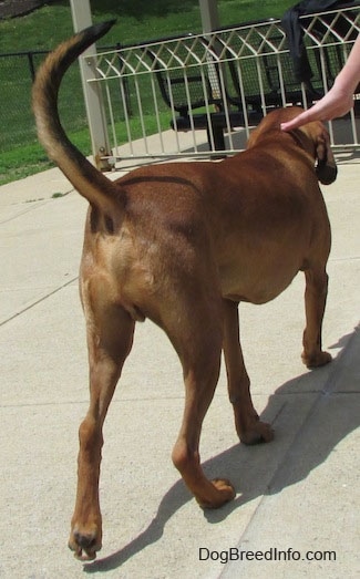 The backside of a Redbone Coonhound that is walking up a concrete path. There is a persons hand reaching over to touch the back of the dog. The dog's tail is up.