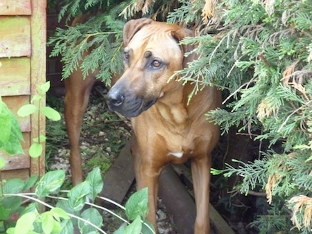 A Rhodesian Ridgeback is standing in between an evergreen tree and a brown wooden building looking to the left towards the building.