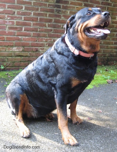 Front side view - A huge black and tan Rottweiler is sitting on a blacktop surface and it is looking up and to the right. Its mouth is open and tongue is out.