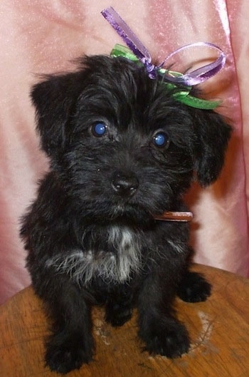 Front view - A black with white Scorkie puppy is sitting on a round wooden stool and there is a pink backdrop behind it. It has a purple and green ribbon in its head.