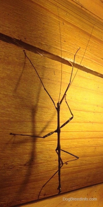 Close up - A thin stick insect is climbing up a wooden surface.