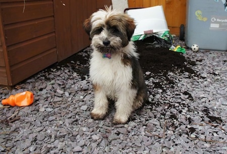 Front view - A white and black with brown Tibetan Terrier puppy is sitting on a surface covered in rocks with spilled soil behind him.