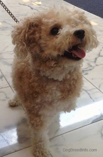 Front view - A small tan Toy Poodle dog standing on a marble tiled surface, it is looking up and to the right and it looks like it is smiling.