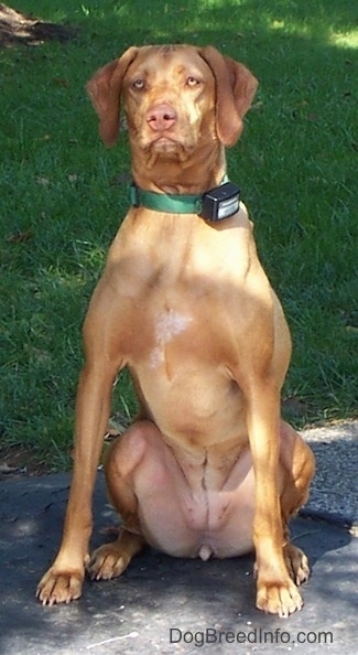 A wide chested, red Vizsla is sitting on a blacktop surface and it is looking forward. The dog has golden eyes.