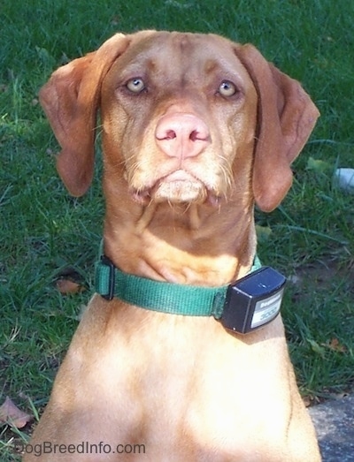 Close up - A red Vizsla is sitting on a blacktop surface and it is looking forward wearing an electric fence collar.