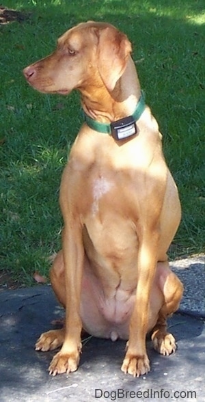 A red Vizsla is sitting on a blacktop surface and it is looking to the left. It is wearing an eletric fence collar.