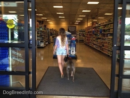 The back of a blue-nose brindle Pit Bull Terrier and a girl are inside of a store.