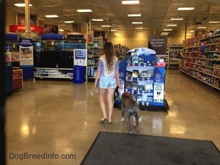 The back of a blue-nose brindle Pit Bull Terrier and a girl are walking towards a stack of boxes inside of a store