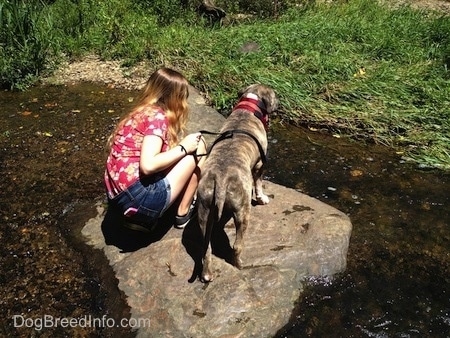The back of a blue-nose brindle Pit Bull Terrier and a girl are standing on a big rock in the middle of water