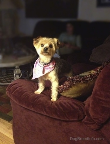 A tan dog is wearing a bandana and is standing on the arm of a couch