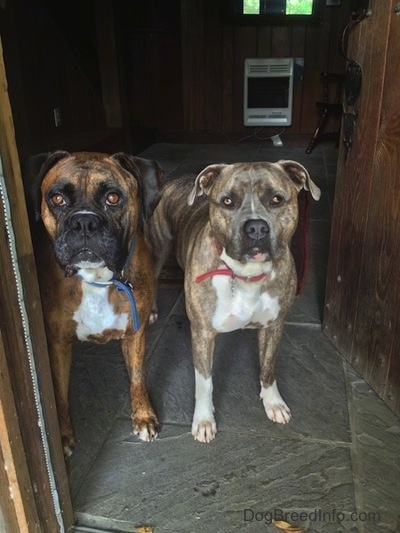 A brown brindle with white Boxer and a blue-nose brindle Pit Bull Terrier are waiting in a doorway