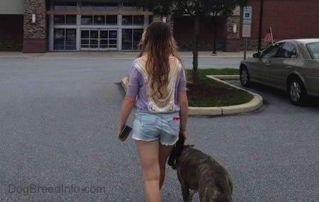The back of a blue-nose Pit Bull Terrier and a girl are walking towards a building.