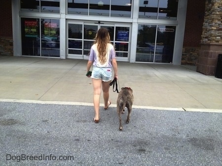 The back of a blue-nose brindle Pit Bull Terrier and a girl are walking up a walkway to a building.