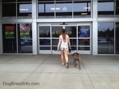 The back of a blue-nose brindle Pit Bull Terrier and a girl are walking towards the doors of a store.