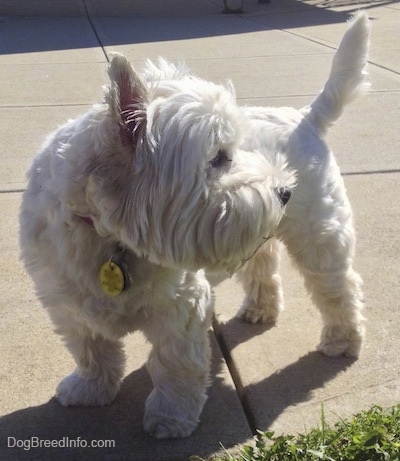 The front left side of a West Highland White Terrier that is standing across a concrete surface and it is looking to the right. The dog's tail is up and it has perk ears and longer hair on its face.