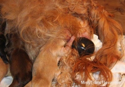 Puppy nursing while another is being born