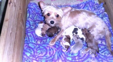 A Torkie dog laying in a whelping box and nursing a litter of puppies.