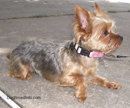 A black and brown Yorkie is laying across a concrete sidewalk and it is looking to the right. It is wearing a pink collar and its perk ears are in the air.