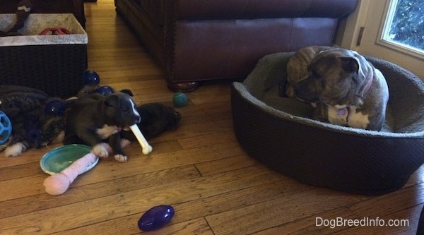 A brindle with white Pit Bull Terrier is laying in a dog bed and it is looking at a black with white American Bully puppy chew on a dog bone.